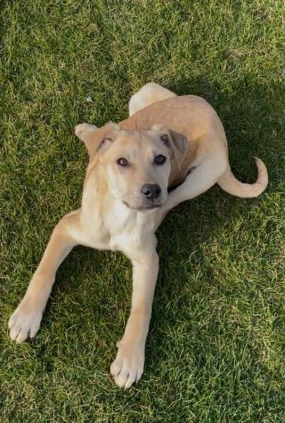 Feli sucht liebevolles Zuhause