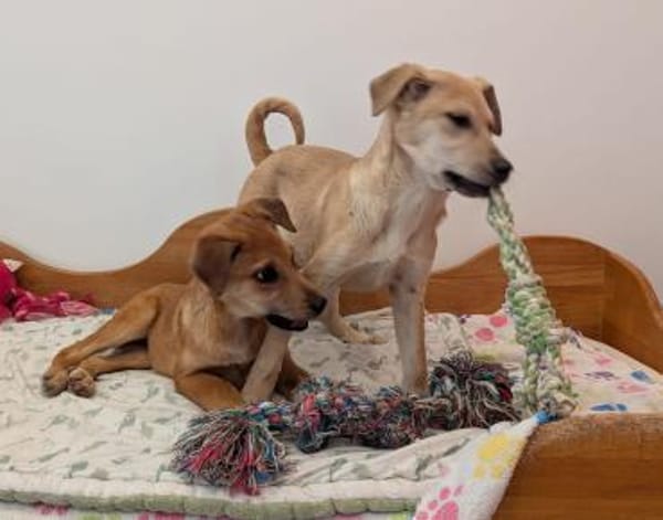 Feli sucht liebevolles Zuhause