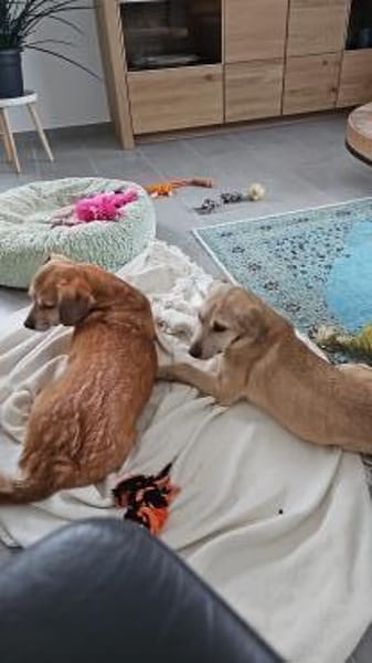 Feli sucht liebevolles Zuhause