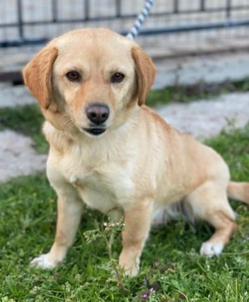 Flora, geb. ca. 03/2024, 51105 Köln