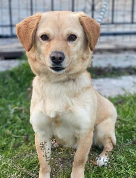 Flora, geb. ca. 03/2024, 51105 Köln