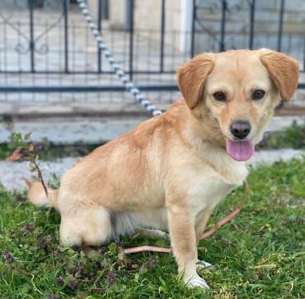 Flora, geb. ca. 03/2024, 51105 Köln