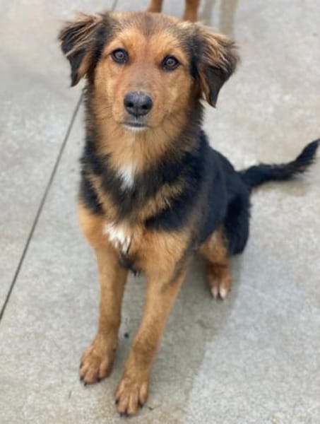 Sheyla, geb. ca. 08/2025, 30655 Hannover