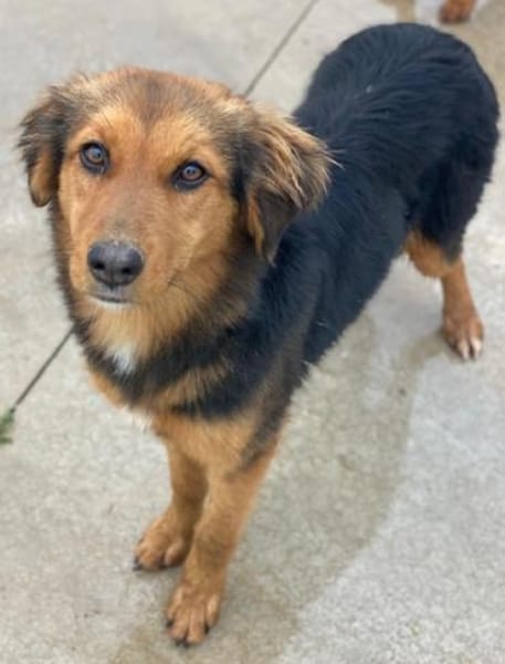 Sheyla, geb. ca. 08/2025, 30655 Hannover