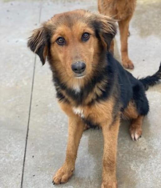 Sheyla, geb. ca. 08/2025, 30655 Hannover