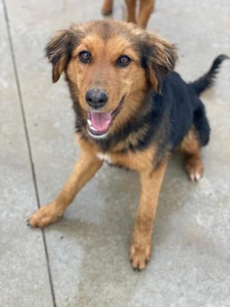 Sheyla, geb. ca. 08/2025, 30655 Hannover