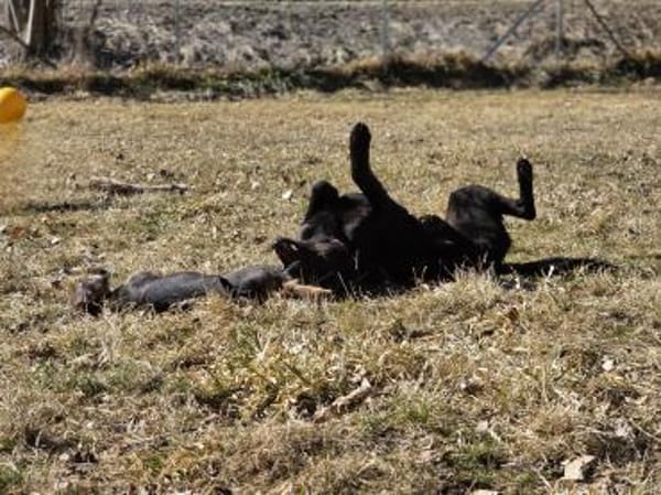 SANTOS - geb. ca. 02/2022 - ca.40cm/12kg