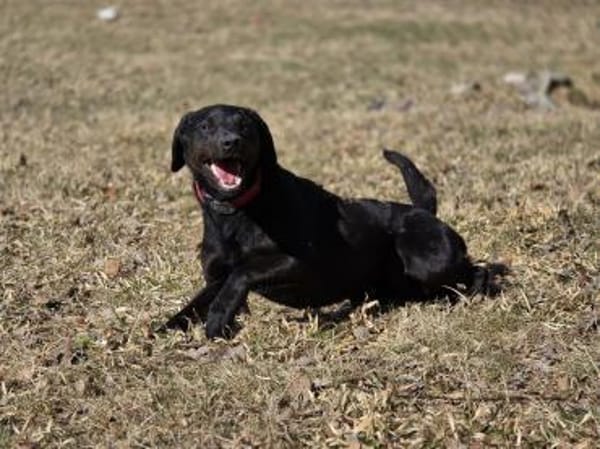 SANTOS - geb. ca. 02/2022 - ca.40cm/12kg