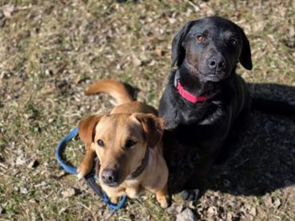 SANTOS - geb. ca. 02/2022 - ca.40cm/12kg