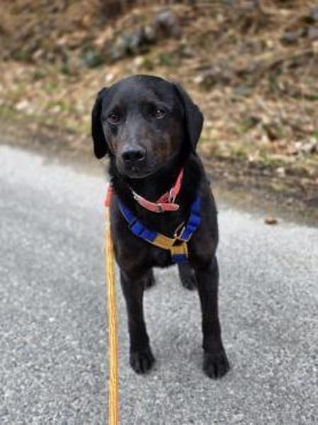 SANTOS - geb. ca. 02/2022 - ca.40cm/12kg