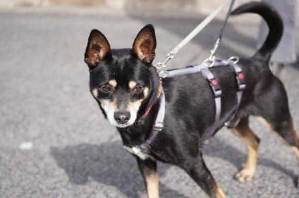 Nelson sucht sein Zuhause