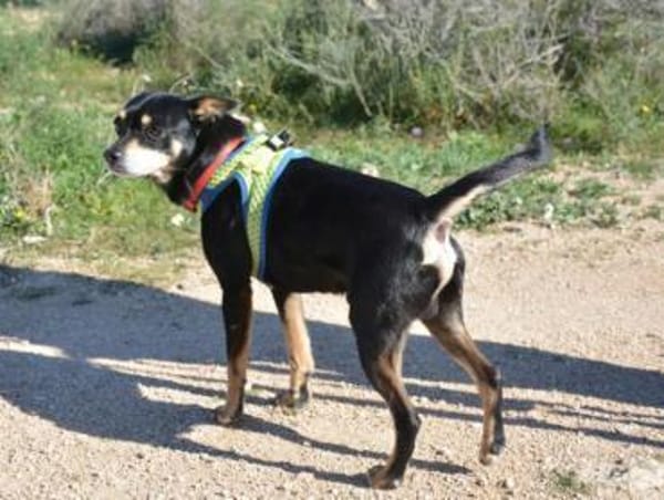 Nelson sucht sein Zuhause