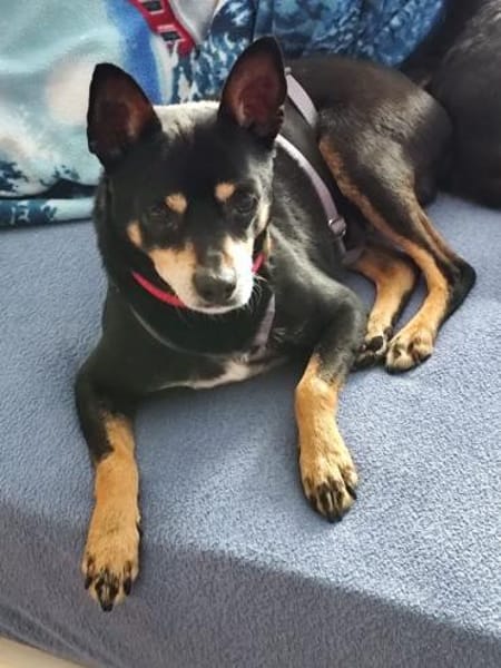 Nelson sucht sein Zuhause