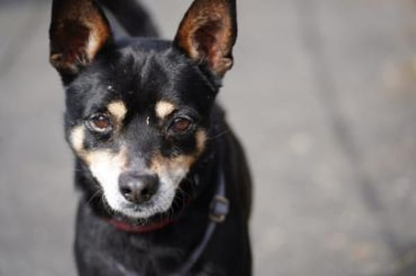 Nelson sucht sein Zuhause