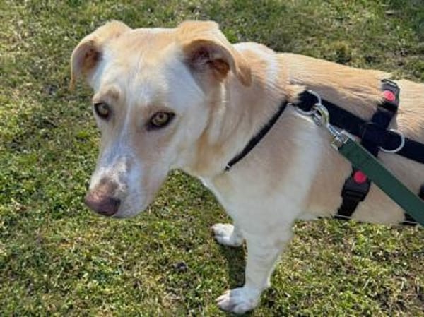 JayJay möchte Sie durchs Leben begleiten