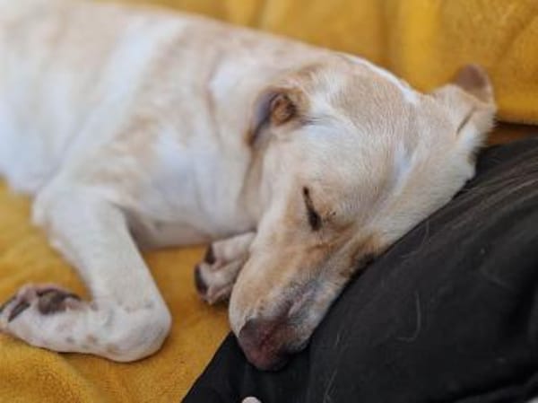 JayJay möchte Sie durchs Leben begleiten