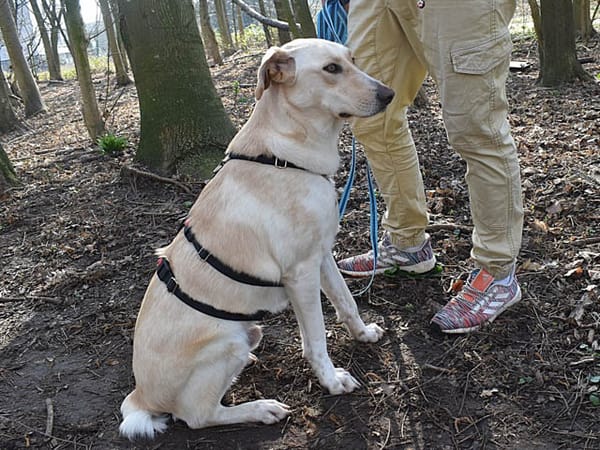 JayJay möchte Sie durchs Leben begleiten