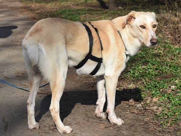 JayJay möchte Sie durchs Leben begleiten