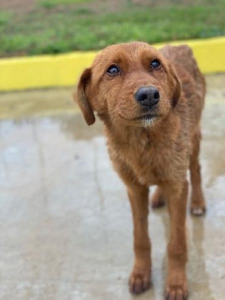 Kayla, geb. 08/2025, 40789 Monheim a. Rh