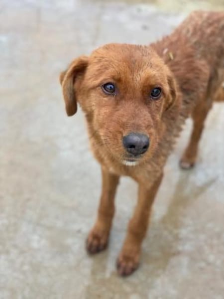 Kayla, geb. 08/2025, 40789 Monheim a. Rh