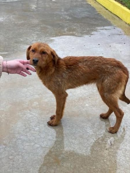 Kayla, geb. 08/2025, 40789 Monheim a. Rh