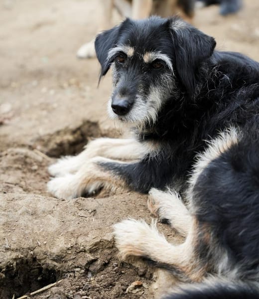 Fröhliche TILDI wartet auf ihr Glück