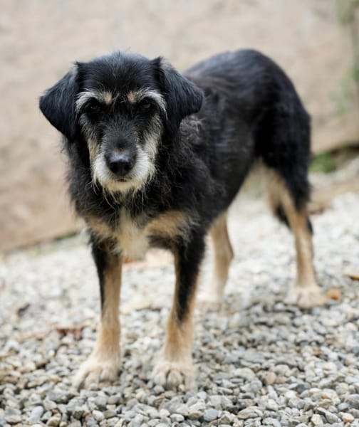 Fröhliche TILDI wartet auf ihr Glück