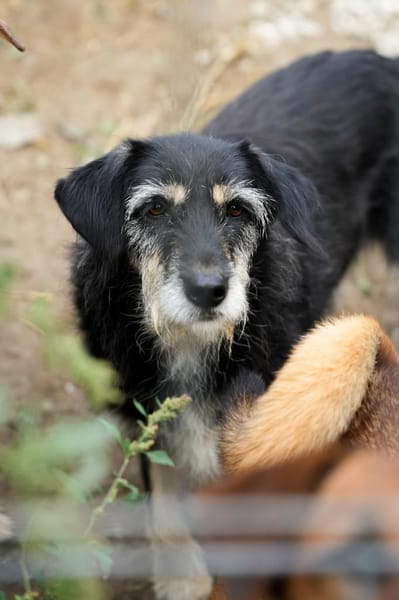 Fröhliche TILDI wartet auf ihr Glück