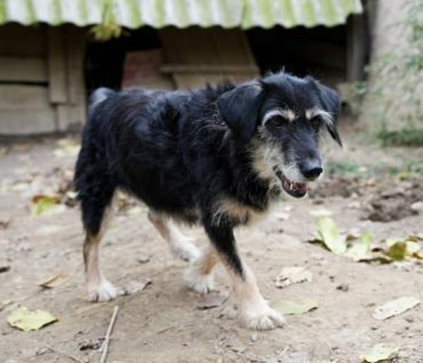 Fröhliche TILDI wartet auf ihr Glück