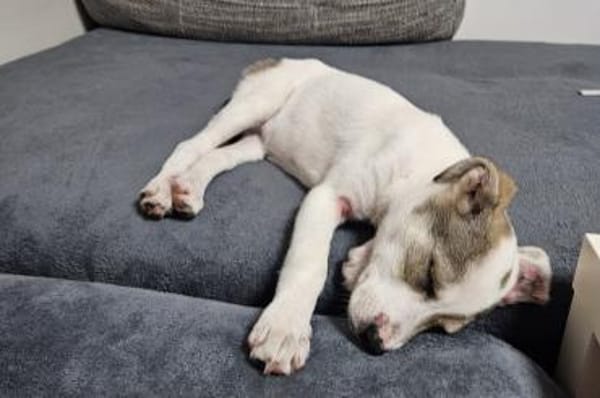 Spotty sucht ihren Traumpalast