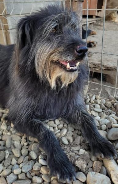 Unkomplizierter RILEY sucht Liebe