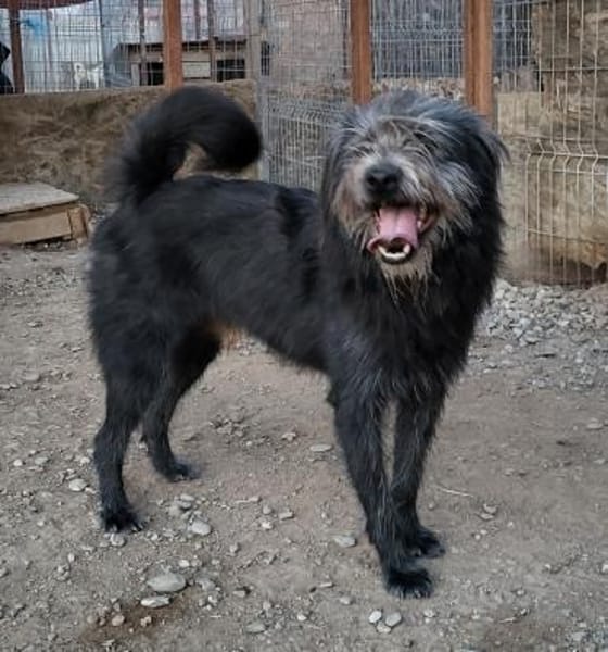 Unkomplizierter RILEY sucht Liebe