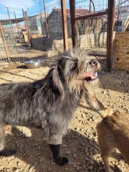 Unkomplizierter RILEY sucht Liebe