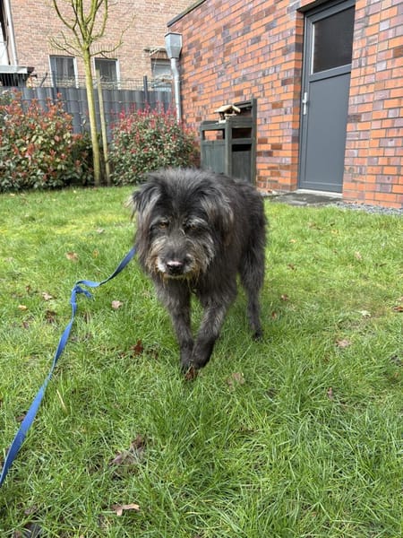 Unkomplizierter RILEY sucht Liebe