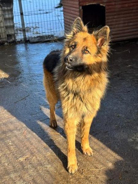 💙Buddy💙 sucht seine Menschen