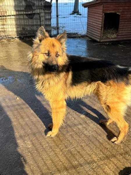 💙Buddy💙 sucht seine Menschen