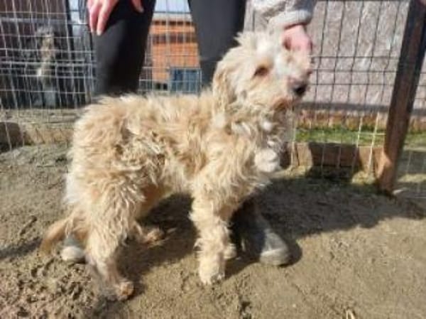 Flöckchen 37 cm (Pflegestelle)