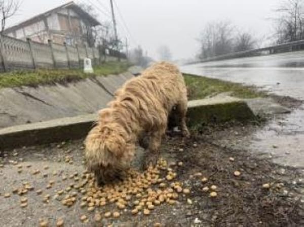 Flöckchen 37 cm (Pflegestelle)