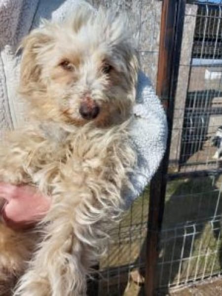 Flöckchen 37 cm (Pflegestelle)