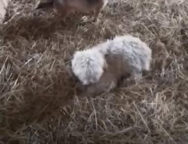 Flöckchen 37 cm (Pflegestelle)