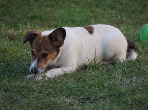 Adoptanten für Rafano gesucht