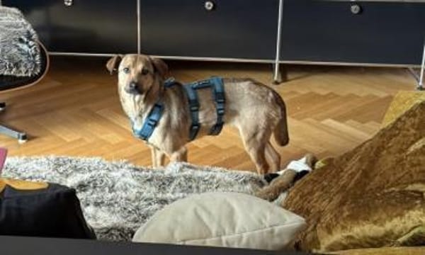 Cookie ist einfach nur zum Liebhaben 🐾