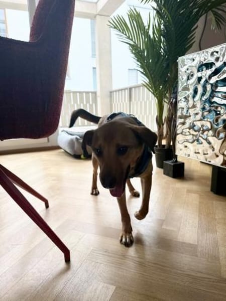 Cookie ist einfach nur zum Liebhaben 🐾