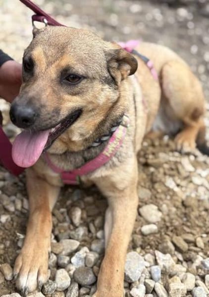 Cookie ist einfach nur zum Liebhaben 🐾