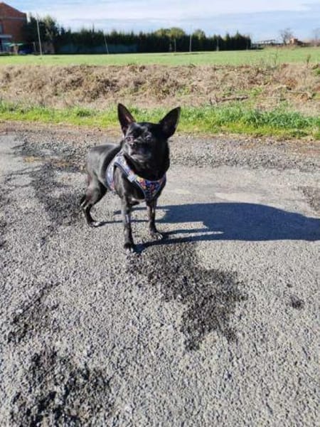 Chihui eine Zuckerschnute