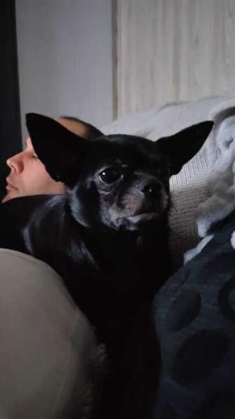 Chihui eine Zuckerschnute