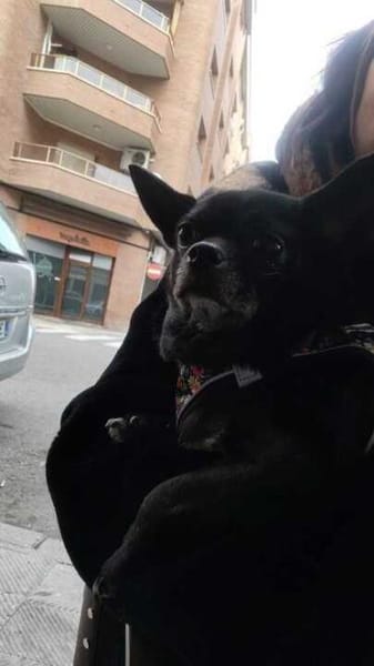 Chihui eine Zuckerschnute