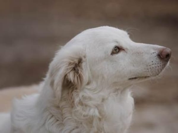 Baran möchte Ihre Familie bereichern?