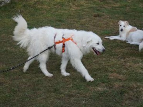 Darf Fuchur bei Ihnen wohnen?