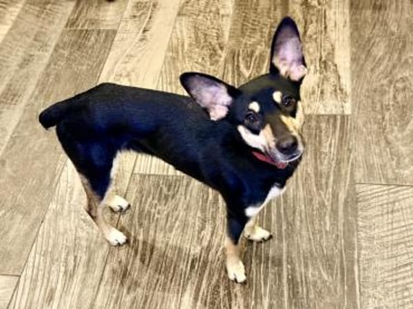 Maya jetzt quält Dich keiner mehr!